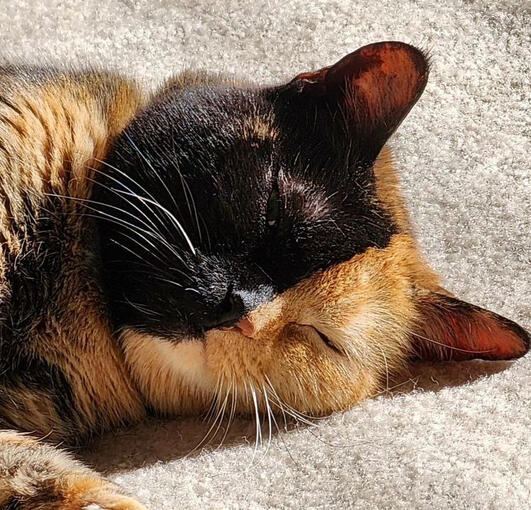 I&#39;m sleepy